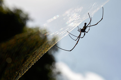 This one is nephila pilipes or golden orb weaver. Its leg span is a bit wider than your outstretched hand.